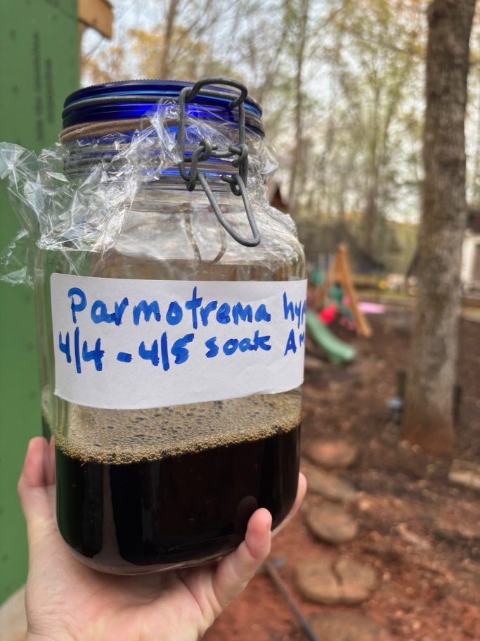 a jar of lichen dye fermenting